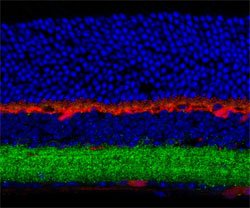 Gabrb3, Rabbit, Polyclonal Antibody, Abnova 100&mu;L; Unlabeled:Antibodies,