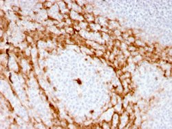 CSF3 Rabbit anti-Human, Macaque, Unconjugated, Clone: CSF3/3166R, Abnova