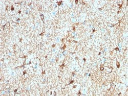 GFAP Rabbit anti-Bovine, Chicken, Human, Mouse, Pig, Rat, Unconjugated,