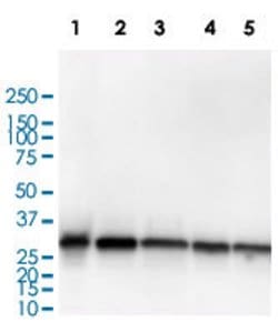 MTAP Rabbit anti-Human, Unconjugated, Clone: MTAP/3137R, Abnova&trade;