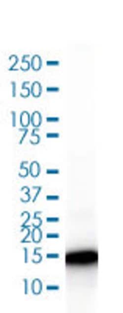 CYCS Rabbit anti-Human, Unconjugated, Clone: CYCS/3128R, Abnova 100 &mu;g | Buy Online | Abnova Corporation | Fisher Scientific