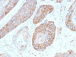 SPTBN2 Rabbit anti-Human, Mouse, Rabbit, Unconjugated, Clone: SPTBN2/2979R,