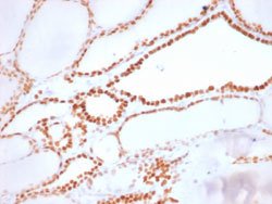 NKX2-1 Rabbit anti-Human, Mouse, Rabbit, Unconjugated, Clone: NX2.1/1855R,