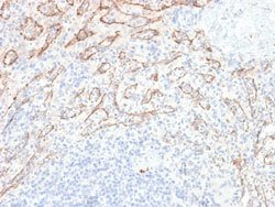 TNFSF15 Rabbit anti-Human, Unconjugated, Clone: VEGI/2052R, Abnova&trade;
