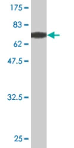 EIF5, Mouse, Clone: 1D9-4B9, Abnova 100&mu;g; Unlabeled:Antibodies, Monoclonal