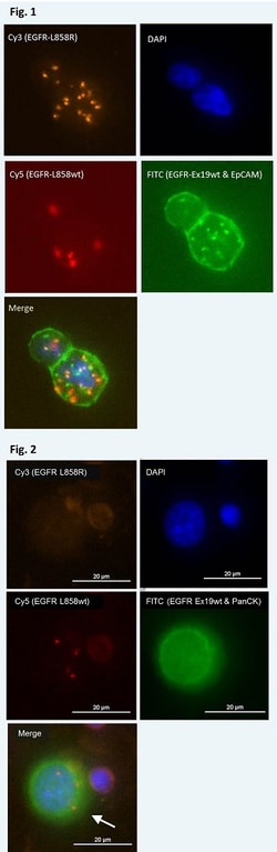 Abnova™ mutaFISH™ EGFR L858R L858wt Ex19wt RNA Probes