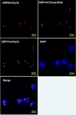 Abnova™ mutaFISH™ CEP7wt DNA Probes