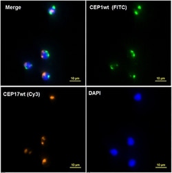 Abnova™ mutaFISH™ CEP1wt DNA Probes