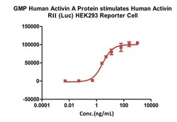 AcroBiosystems&nbsp;GMP Human Activin A / INHBA Protein