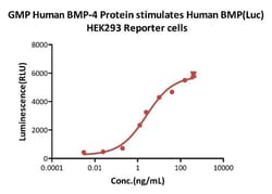 AcroBiosystems&nbsp;GMP Human BMP-4 / BMP2B Protein