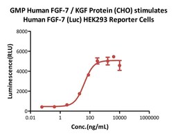 AcroBiosystems&nbsp;GMP Human FGF-7 / KGF Protein (CHO)
