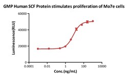 AcroBiosystems&nbsp;GMP Human SCF Protein