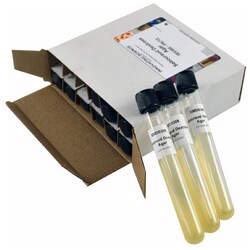 Innovating Science™ Sabouraud Dextrose Agar Tubes