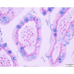Azer Scientific&nbsp;Histology Tissue Control Slides