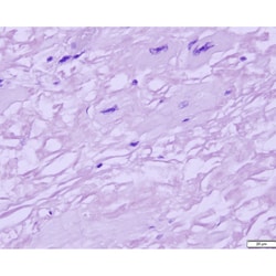 Azer Scientific&nbsp;Histology Tissue Control Slides
