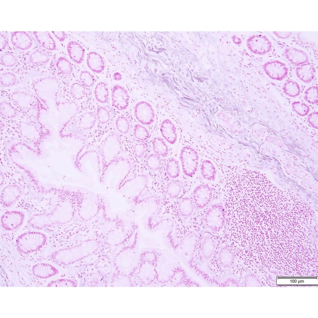 Azer Scientific Histology Tissue Control Slides ArgentaffinBiochemical