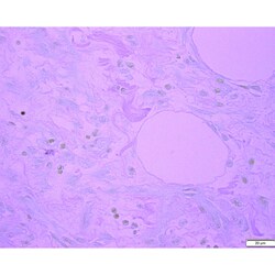 Azer Scientific&nbsp;Histology Tissue Control Slides