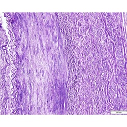 Azer Scientific&nbsp;Histology Tissue Control Slides