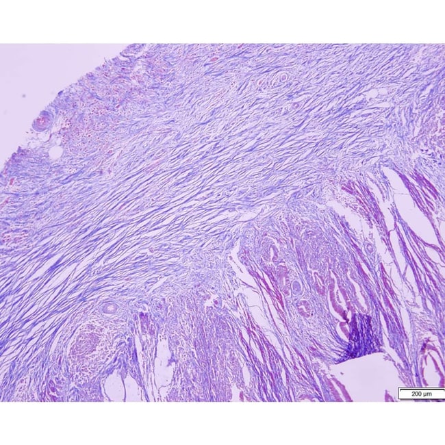 Azer Scientific Histology Tissue Control Slides MassonsBiochemical