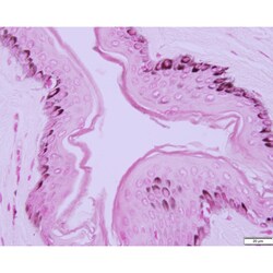 Azer Scientific&nbsp;Histology Tissue Control Slides