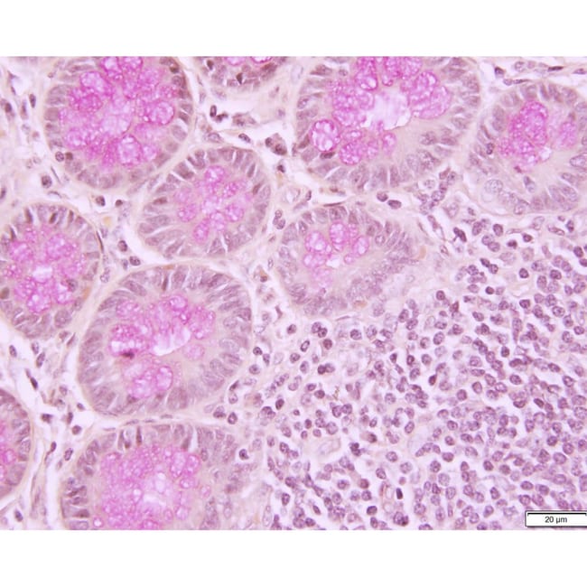 Azer Scientific Histology Tissue Control Slides Muci Carmine