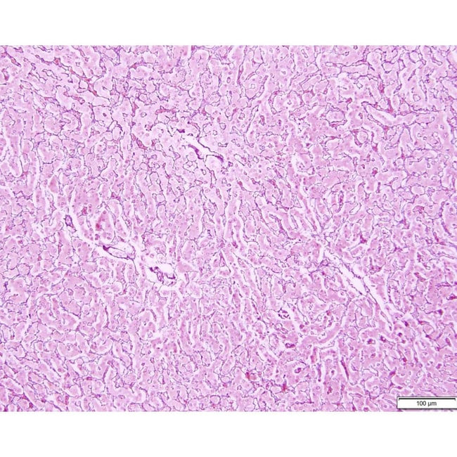 Azer Scientific Histology Tissue Control Slides ReticulumBiochemical