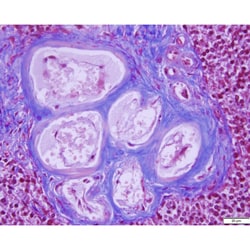 Azer Scientific&nbsp;Histology Tissue Control Slides