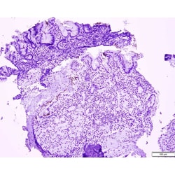Azer Scientific&nbsp;Histology Tissue Control Slides