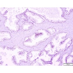 Azer Scientific&nbsp;Histology Tissue Control Slides