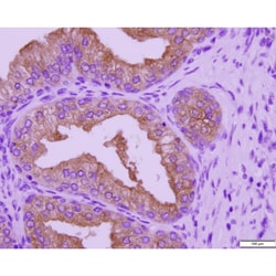 Azer Scientific&nbsp;Histology Tissue Control Slides