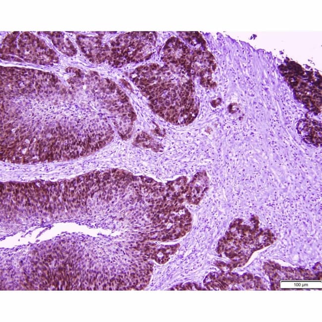 Azer Scientific Histology Tissue Control Slides HPVBiochemical