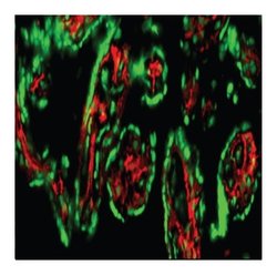 Podoplanin Mouse anti-Human, BV421, Clone: LpMab-17, BD Horizon Hu Podoplanin