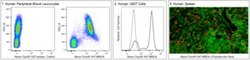 BD Biosciences MNDA Mouse anti-Human, Alexa Fluor™ 647, Clone: 253 (also known as 253A), BD Pharmingen™
