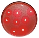 BD BBL™ Sensi-Disc™ Antimicrobial Susceptibility Test Discs, Piperacillin/Tazobactam<sup>60</sup>