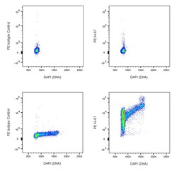 Ki-67 Mouse anti-Human, Mouse, Rat, Rhesus, PE, Clone: B56, BD Pharmingen:Antibodies:Primary
