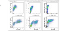 CD206 Rat anti-Mouse, PE, Clone: Y17-505, BD Pharmingen 50 &mu;g; PE:Antibodies,