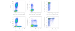 TIGIT Mouse anti-Human, Alexa Fluor 647, Clone: TgMab-2, BD Phrmingen:Antibodies:Primary