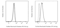 Purified Mouse Anti-Human Neutrophil Elastase, BD Pharmingen 0.1 mg, Purified:Antibodies,