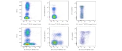 BB700 Mouse Anti-Human TIGIT, BD Horizon 25 Tests, BB700:Antibodies, Monoclonal