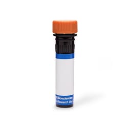 ROR t, Mouse Anti-Mouse, RB613, Clone: Q31-378, BD Horizon:Antibodies:Primary