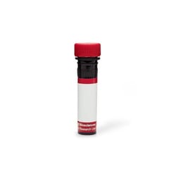 RY655 Rat Anti-Mouse IgG2a, BD OptiBuild&trade;
