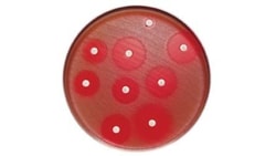 BD BBL™ Sensi-Disc™ Antimicrobial Susceptibility Test Discs, Quinupristin/Dalfopristin<sup>81</sup>