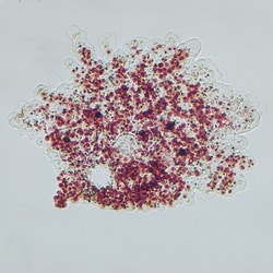 Carolina Vitachrome Live Amoeba proteus Vitachrome Live Amoeba proteus:Education