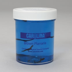 Carolina™ Vitachrome™ Live Planaria