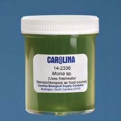 Carolina™ Live Moina
