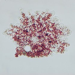 Carolina™ Vitachrome™ Live Chaos (Pelomyxa)