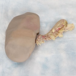 Carolina™ Formalin Pig Kidney