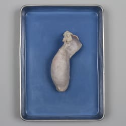 Carolina™ Formalin Bull Testicle