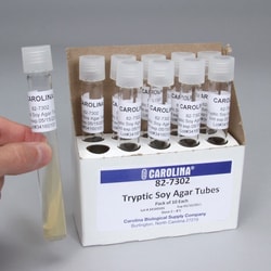 Carolina™ Prepared Media Tubes: Tryptic Soy Agar Slant