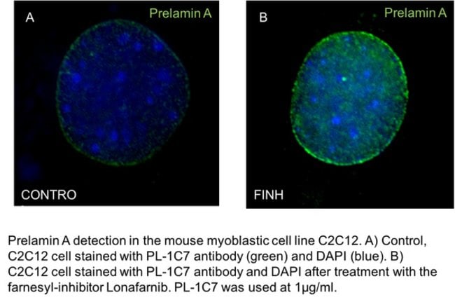 prelamin A, Mouse anti-Mouse, Human, Clone: PL-1C7, Millipore Sigma 25 ...